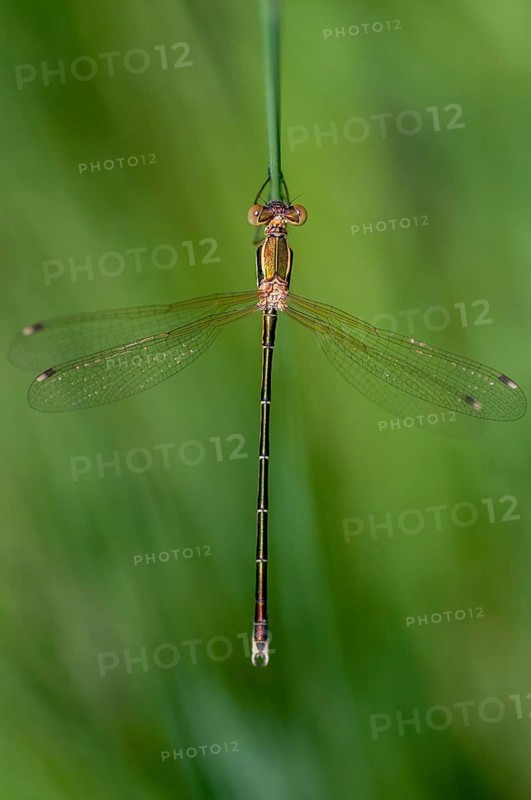 Leste's Barbarus, Migrant Spreadwing, Shy Emerald Damselfly, Southern Emerald Damselfly, Damselflies, Dragonflies, High Size, Portrait Format, Insects, Dragonflies, Odonata, Zygoptera