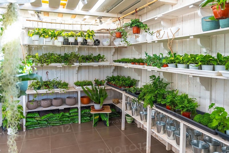 Bright indoor garden center with white wooden shelves showcasing a vibrant variety of healthy potted plants, hanging planters and gardening supplies for home and lifestyle buyers