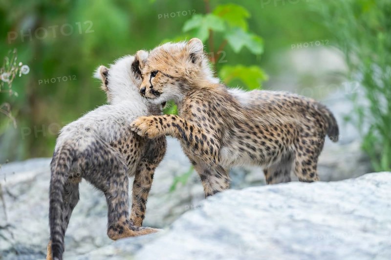 Cheetah (Acinonyx jubatus) youngsters playing with each other, captive, occurrence Africa
