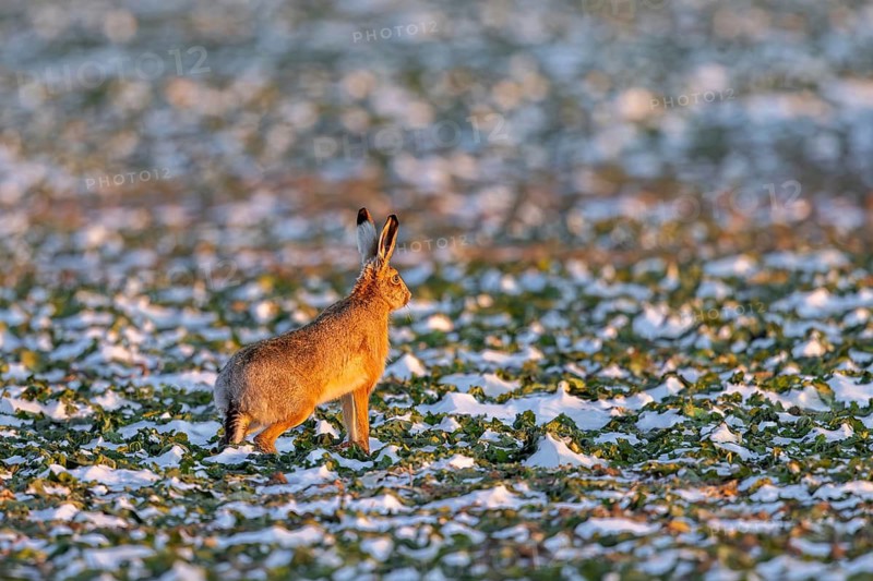European brown hare (Lepus europaeus) foraging in snow covered farmland, field in winter