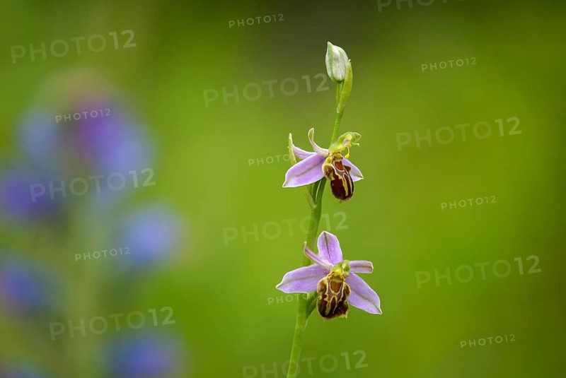 Apifera, Orchidaceae, Orchids, Orchids, Bee Orchid, Flora, Plants, Plants
