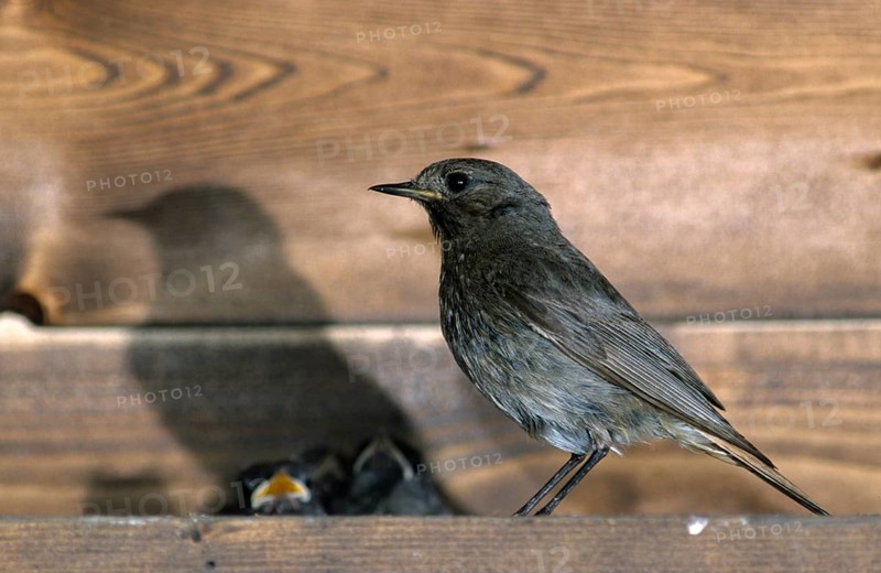 Black redstart, house redtail, Phoenicurus ochruros, birds, female, leo, passeri, songbirds, birds, female