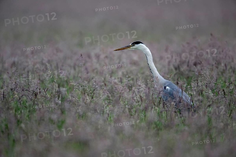 Grey heron (Ardea cinerea) in a meadow), Lower Saxony, Germany