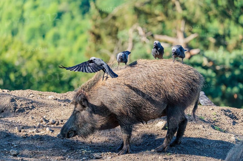 Three western jackdaws (Coloeus monedula) sit on the back of a female wild boar (Sus scrofa) on a sunny day. Bavaria, Germany