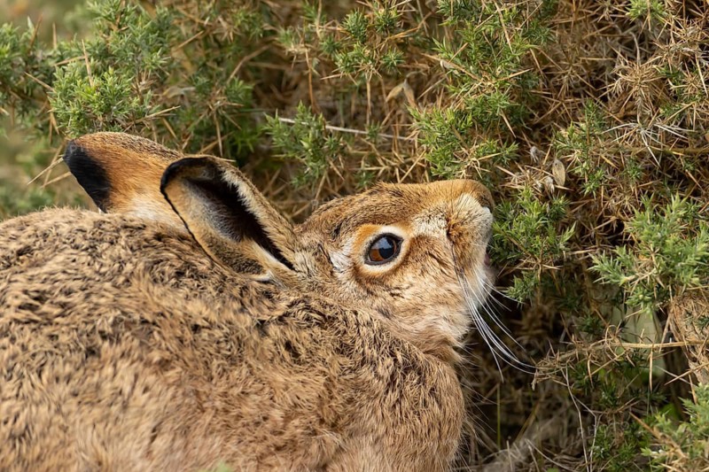 European brown hare (Lepus europaeus) adult animal feeding on a gorse bush, England, United Kingdom