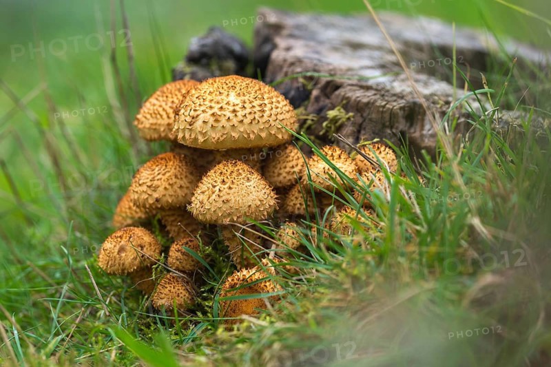 Dryophila squarrosa, Pholiota squarrosa, Pholiota verruculosa, cubs, sparse squeaks, strophariaceae, triplet relatives, fungi, fungi, Scaly pholiota, shaggy scalycap