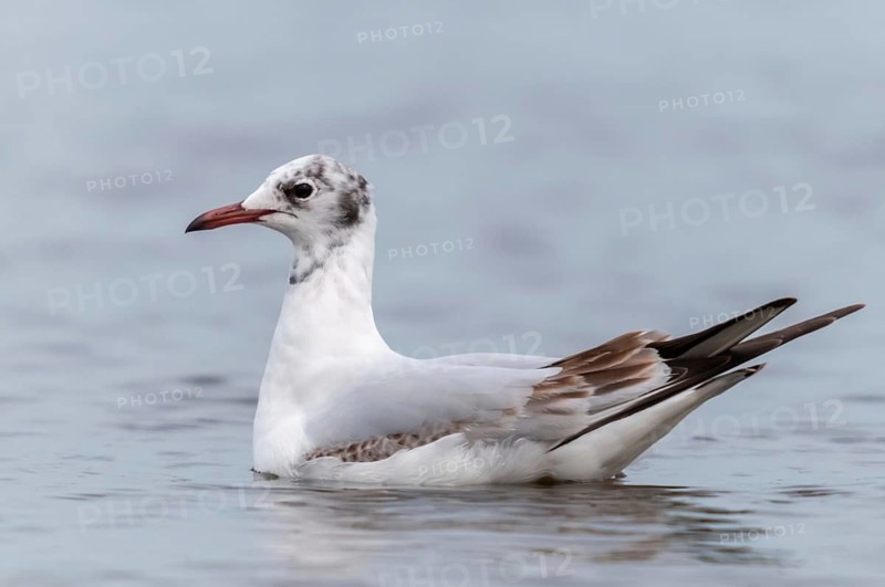 Black-headed gull, Chroicocephalus ridibundus, black-headed gull, Larus ridibundus, birds, charadriiformes, gulls, limicols, seagulls, birds