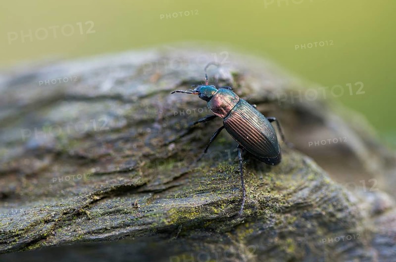 Carabidae, Coppery-Green Predatory Ground Beetle, copper-colored grave runners, coppery shoulder-runners, Poecilus cupreus, beetles, coleoptera, insects, beetles, ground beetles
