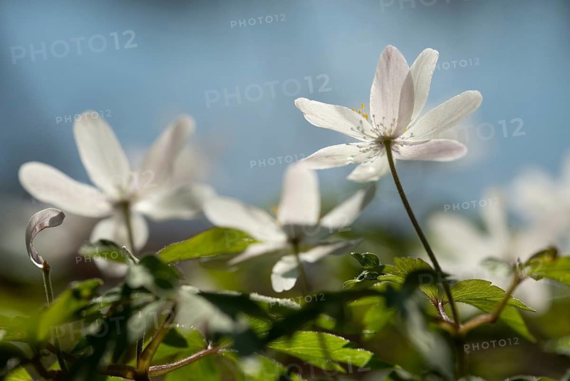 Anemone nemorosa, wood anemone, European thimbleweed, buttercup family, ranunculaceae, flora, plants, plants, smell fox, thimbleweed, windflower, wood anemone, wood anemone