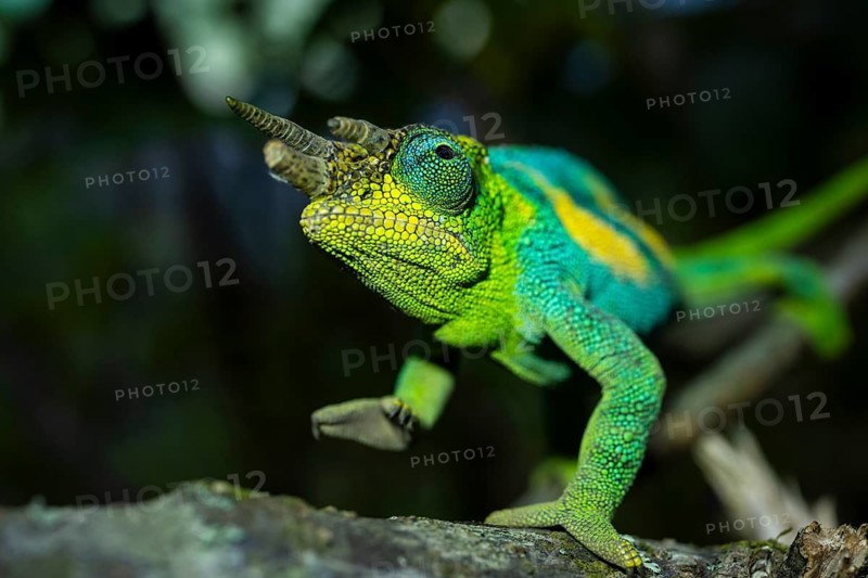 Three-horned chameleon (Trioceros jacksonii), male, Bwindi Impenetrable Forest National Park, Uganda