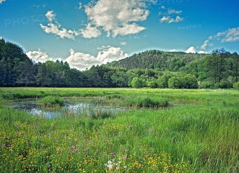Germany, Greiz, Greizer Park, Hammerwiesen, Thuringia, Thuringia, wetland, spring, water, small water, landscape, landscape park, Vogtland