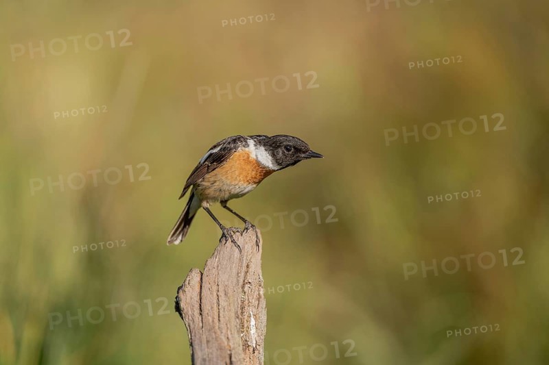 Stonechat, (Saxicola rubicola) stonechat. The sun is shining and there is grass in the neighbourhood. Bird looking at its surroundings. Bas Rhin, Alsace, France