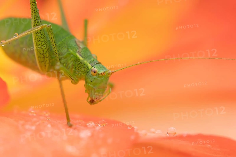 Speckled bush cricket (Leptophyes punctatissima) adult insect on a garden Begonia flower in summer, Suffolk, England, United Kingdom
