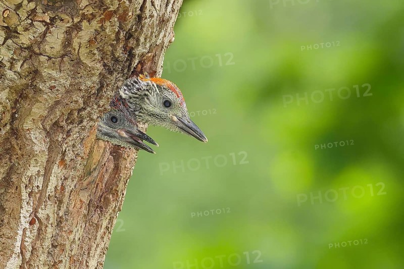 Impatiently begging young woodpeckers, green woodpecker (Picus viridis), two young, soon to be fledged woodpeckers looked out of their cave, calling loudly and insistently, wildlife, woodpeckers, woodpecker, nature photography, Neunkirchen, spring, Siegerland, North Rhine-Westphalia, Germany