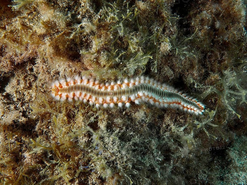 A bristle worm, the fire bristle worm (Hermodice carunculata), on algae, at the El Cabron Marine Protected Area dive site, Arinaga, Gran Canaria, Spain, Europe, Atlantic Ocean