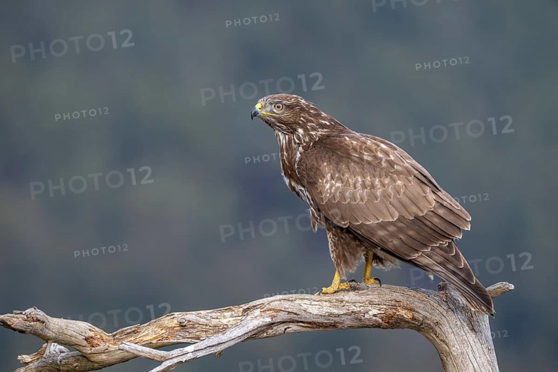 A common buzzard (Buteo buteo) perched on a branch, Terfens, Tyrol, Austria