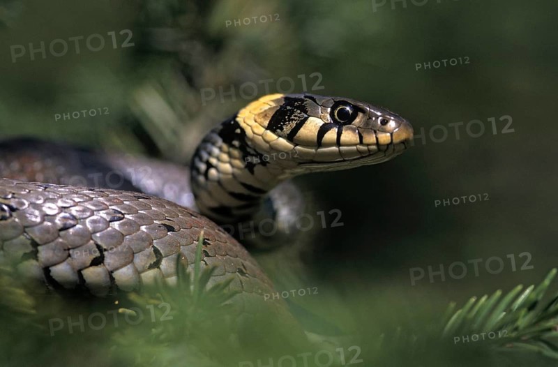 Critters, Grass Snakes, Reptiles, Leo, Natrix Natrix, portrait, Reptilia, Reptiles, Grass Snakes, Snakes