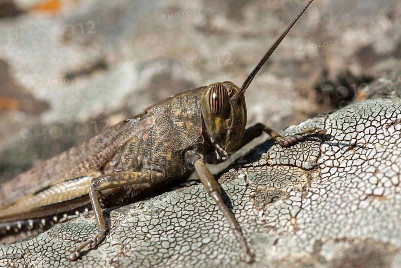 Egyptian migratory locust, Anacridium aegypticum, Anacridium aegyptium, Egyptian locust, grasshoppers, Extremadura, grasshoppers, grasshoppers, insects, Spain