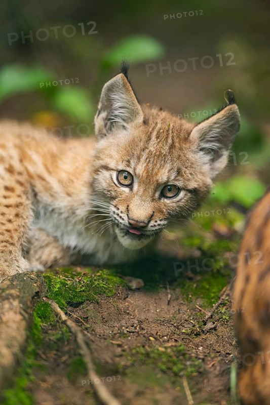 Eurasian lynx (Lynx lynx) youngster (cub) lying in in a forest, playing around, Bavaria, Germany