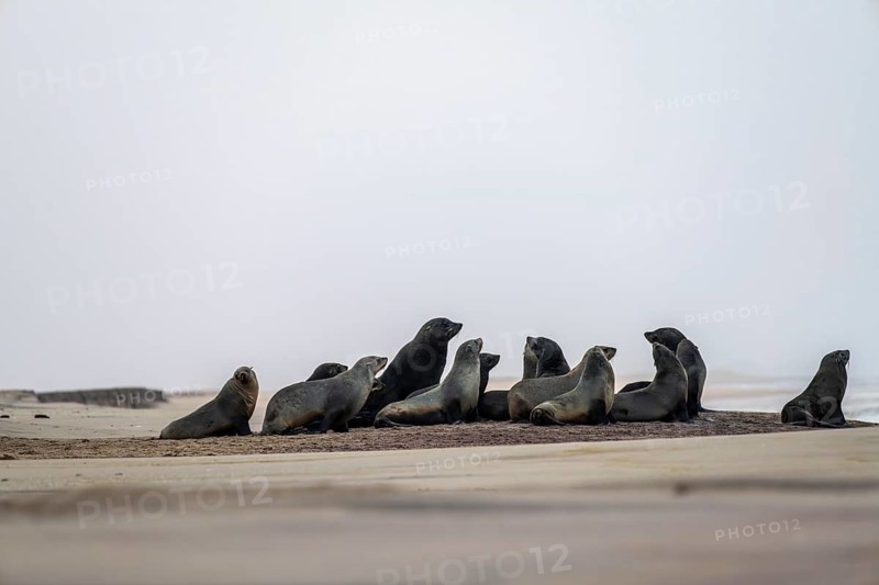 Group of dwarf fur seals (Arctocephalus pusillus) on the beach, Atlantic coast, Namib Naukluft Park, Namib Desert, Namibia