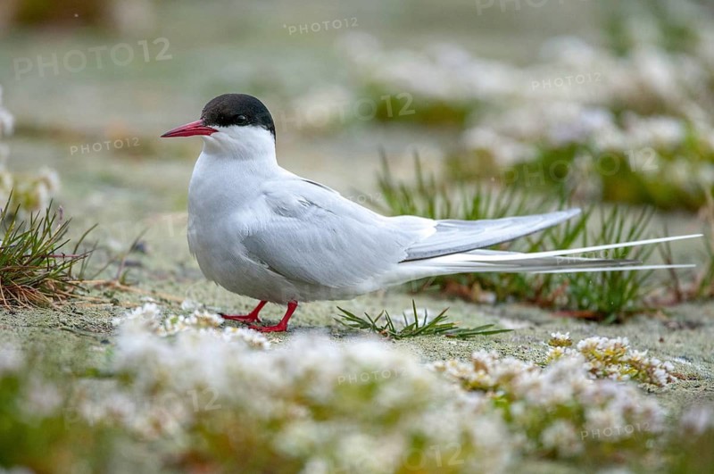 Arctic tern, arctic tern, Norway, sterna paradisaea, varanger, birds, charadriiformes, limikolen, terns, sternidae, tern, birds
