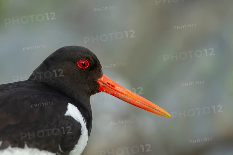 Eurasian oystercatcher (Haematopus ostralegus) adult wading bird head portrait, England, United Kingdom