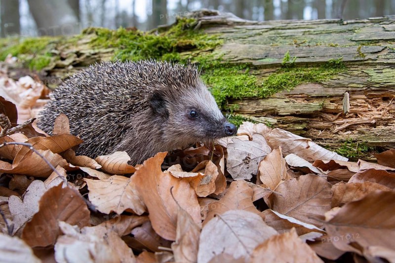 Hedgehog (Erinaceidae) on the forest floor looking for winter quarters, Cloppenburg, Lower Saxony, Germany