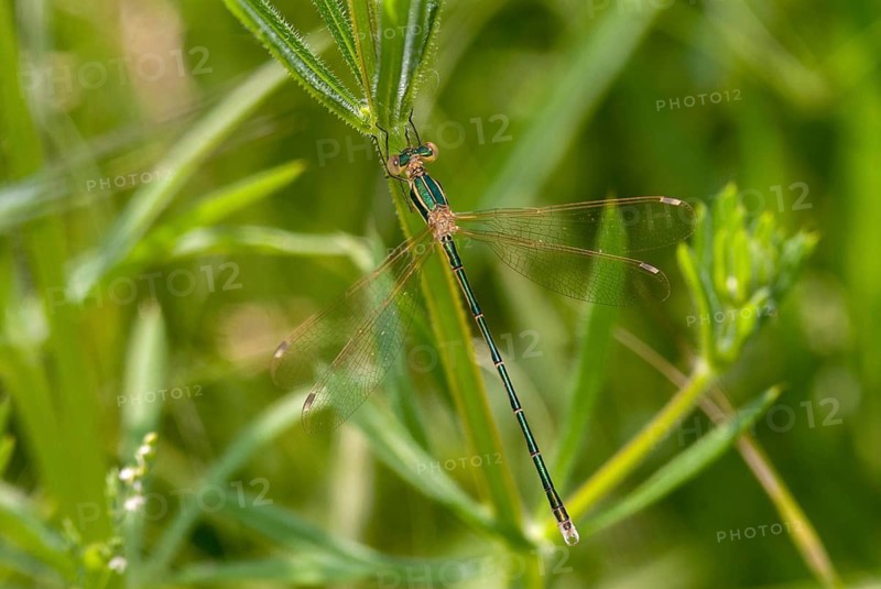 Leste Barbarus, Migrant Spreadwing, Shy Emerald Damselfly, Southern Emerald Damselfly, Bulgaria, Damselflies, Dragonflies, Insects, Dragonflies, Odonata, Zygoptera