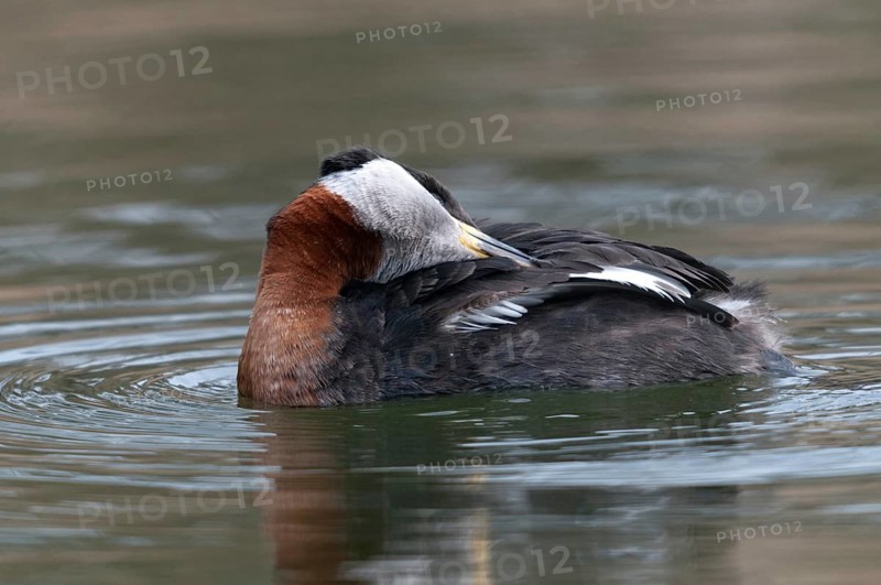 Podiceps grisegena, red-necked grebe, birds, plumage care, grebe, podicipedidae, preening, diver, birds, waterbirds, waterbirds