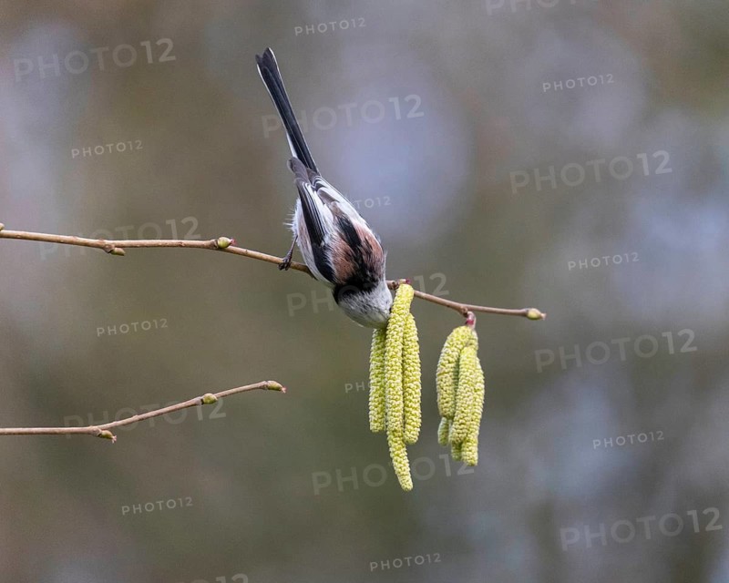 Long-tailed Tit (Aegithalos caudatus), Germany