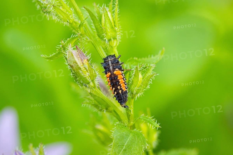 Ladybird larva (Coccinellidae) on a green plant in the garden, Ternitz, Lower Austria, Austria