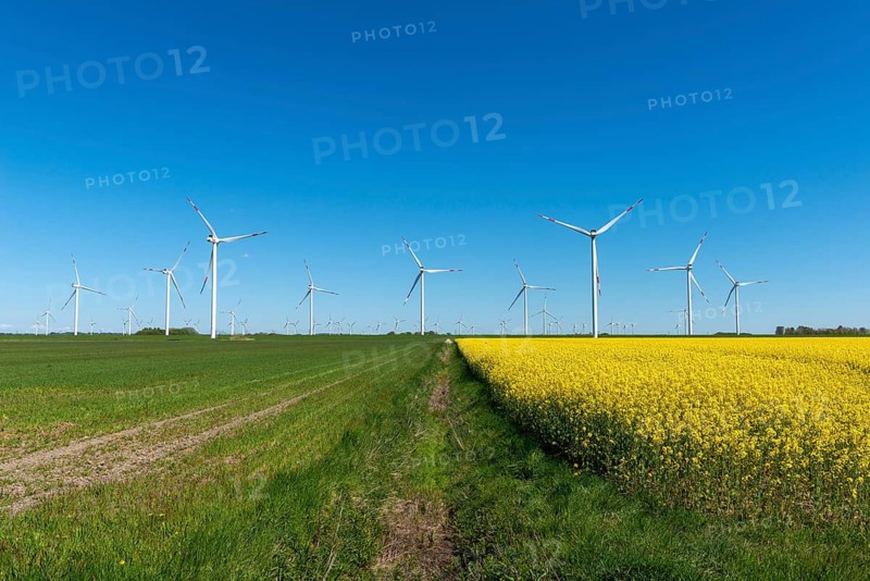Wind turbines in the Reußenköge Bürgerwindpark, North Frisia, clean energy, power generation, economy, technology, blooming rapeseed, field cultivation, ditch, agriculture, cloudless blue sky, spring, west coast of Schleswig-Holstein, Germany