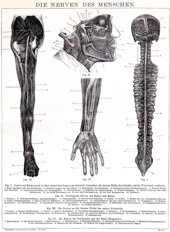 Human nerves, nervous system, nerve cells, glial cells, organism, organ system, spinal cord, brain, natural position, deep-lying nerves, head, neck, lower extremity, forearm, arm, hand, flexor side, medicine, system, text, explanations, lettering, details, 19th century, historical illustration 1885