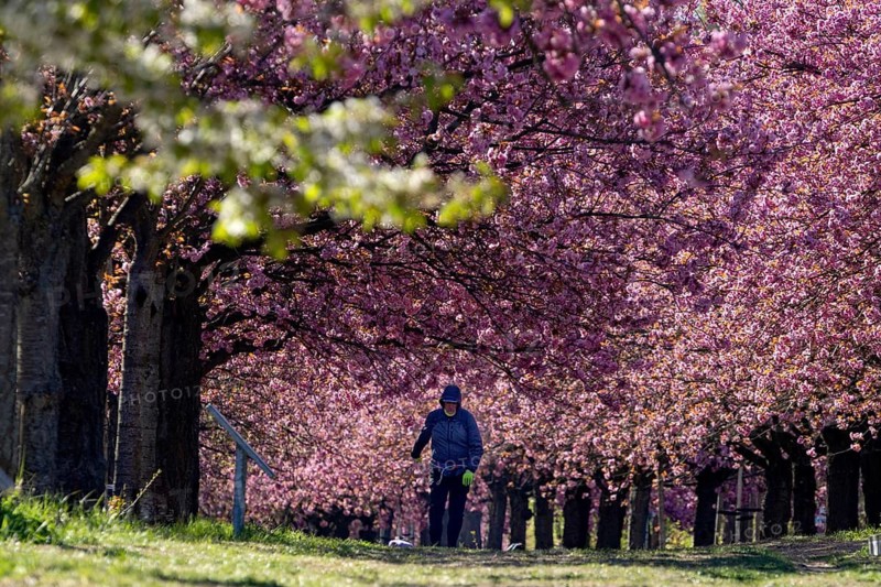 Cherry blossoms on the former wall strip between the Berlin district of Lichterfelde and Teltow, Berlin, 21.04.2026 < english> Cherry blossoms on the former Berlin Wall Strip between the Berlin districts of Lichterfelde and Teltow, April 21, 2026