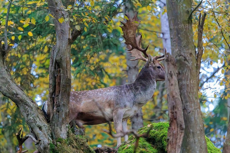 A fallow deer (Dama dama) stands at the edge of a slope in the forest and looks down. Bavaria, Germany