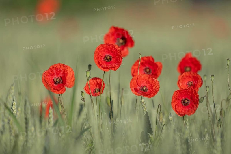 Red poppy stands alone in the field. A bee is sitting on a flower. The sky is clear and the sun is shining on the natural scene. Bas Rhin, Alsace, France