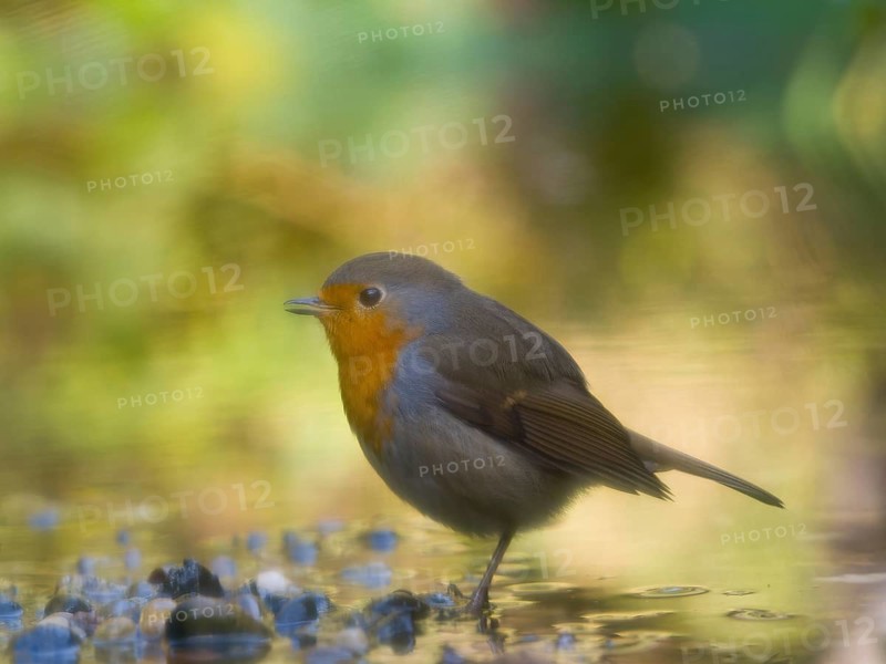 A robin (Erithacus rubecula) standing in shallow water, with a soft-focus effect created by the haze, Hesse, Germany