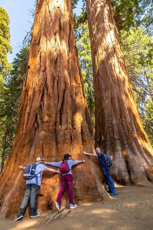 Tourists visiting sequoia national park exploring the ancient forest, showing appreciation for nature by reaching out to touch the massive tree trunks, and enjoying an outdoor adventure