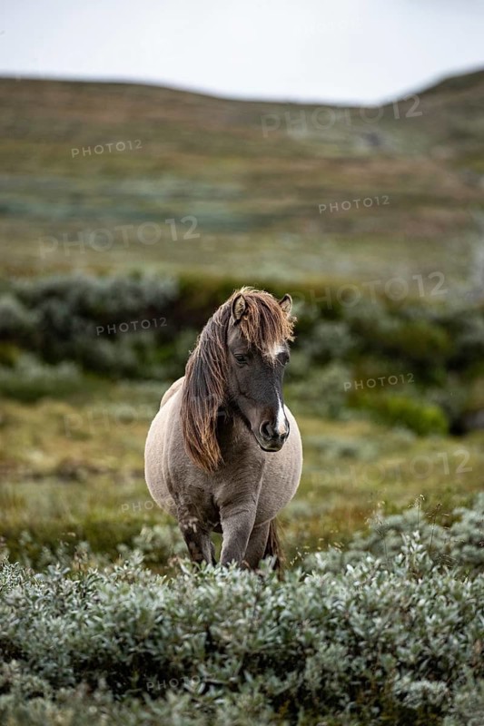 A young gray horse stands in a green landscape with bushes, Norwegian fjord horses, in the tundra, landscape, half-wild horse Dovrefjell National Park, Oppdal, Norway