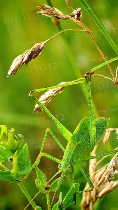 Close-up of a great green bush cricket (Tettigonia viridissima) perched on a leaf in a natural setting full of grass, Frankenwald nature park Park, Upper Franconia