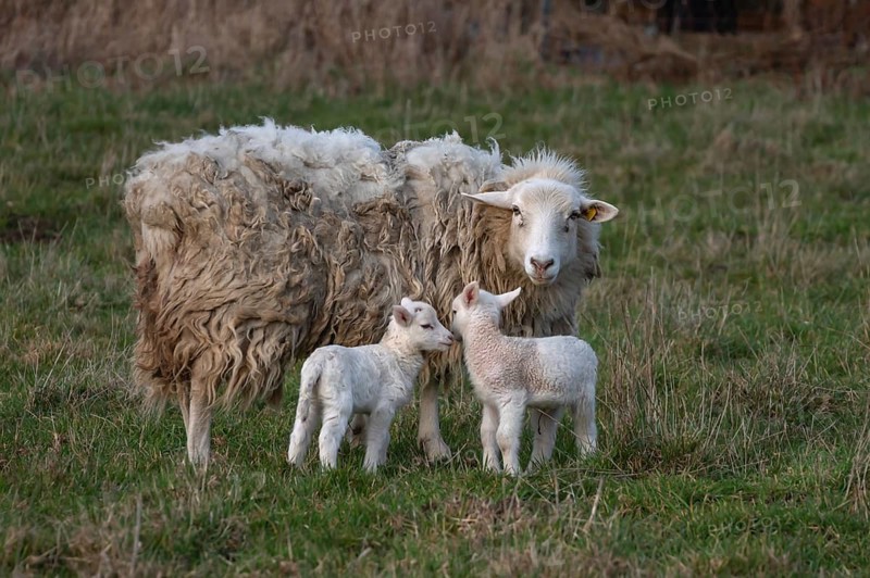 Moorschnucke (Ovis aries) with their lambs on the pasture, Rehna, Mecklenburg-Vorpommern, Germany