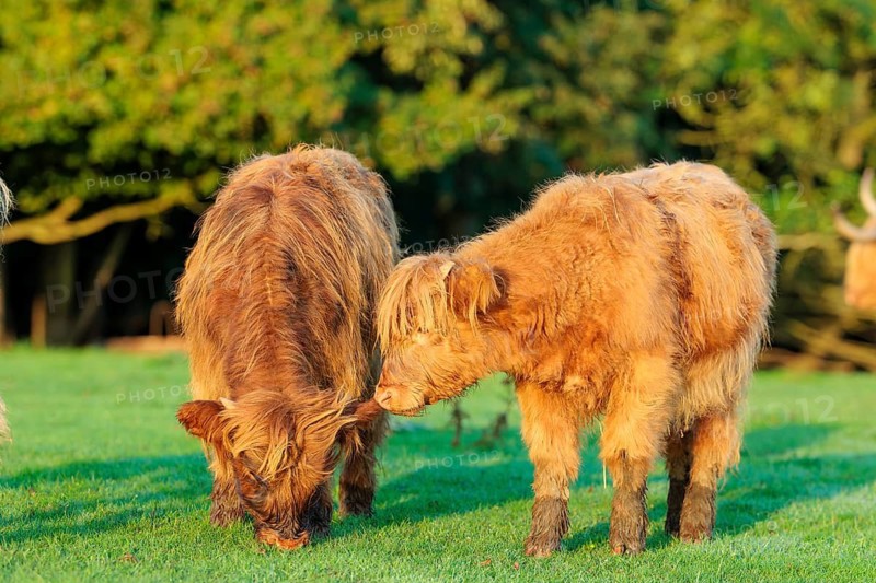 Early one sunny morning, two Highland calves (Bos primigenius taurus) stand side by side a green pasture at the edge of the forest. Bavaria, Germany