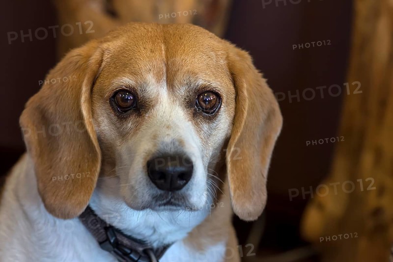 Portrait of a beagle, Baden-Württemberg, Germany