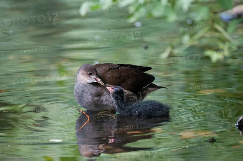 Gallinula chloropus, bog grouse, pond rail, birds, gruiformes, adolescent, juvenile, crane birds, rails, railings, rallidae, swamp chicken, birds, waterbirds, waterbirds, waterbirds, waterbirds, waterbirds, waterbirds, waterhen
