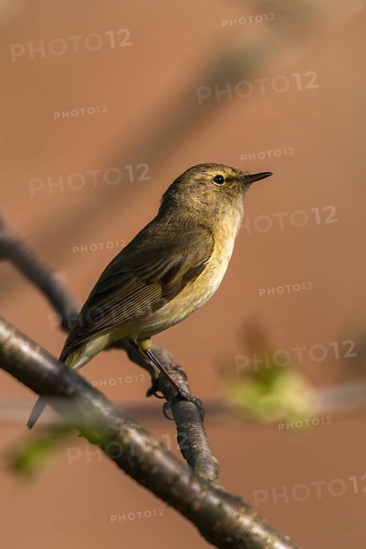 Chiffchaff, phylloscopus collybita, zilpzalp, birds, high size, portrait format, passeri, songbirds, birds