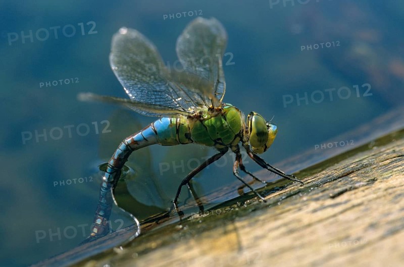 Anax Imperator, Blue Emperor, Emperor Dragonfly, Large Royal Libelle, Anisoptera, Damselflies, Dragonflies, Egg Deposition, Egg Laying, Female, Insects, Leo, Dragonflies, Odonata, Female