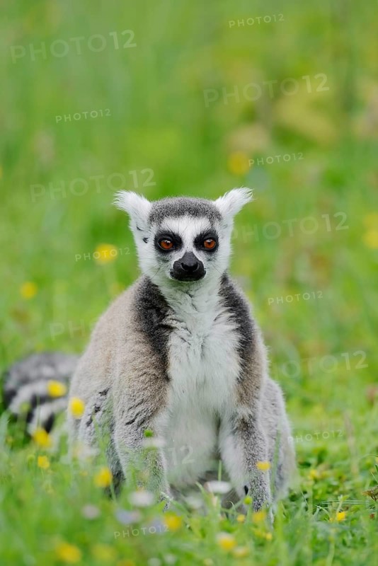 A ring-tailed lemur (Lemur catta) is sitting in a meadow, in captivity, found in Madagascar