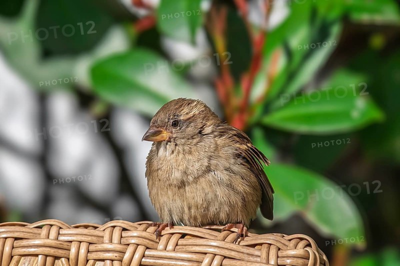 House Sparrow (Passer domesticus), Andalusia, Spain
