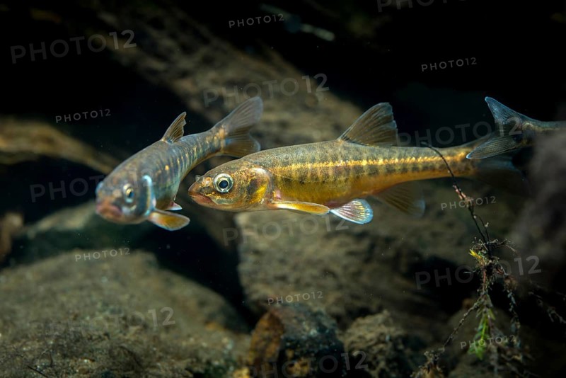 Bitterfish, minnow, Eurasian minnow, minnow, prille, phoxinus phoxinus, common minnow, fish, fishes, rivers, pisces