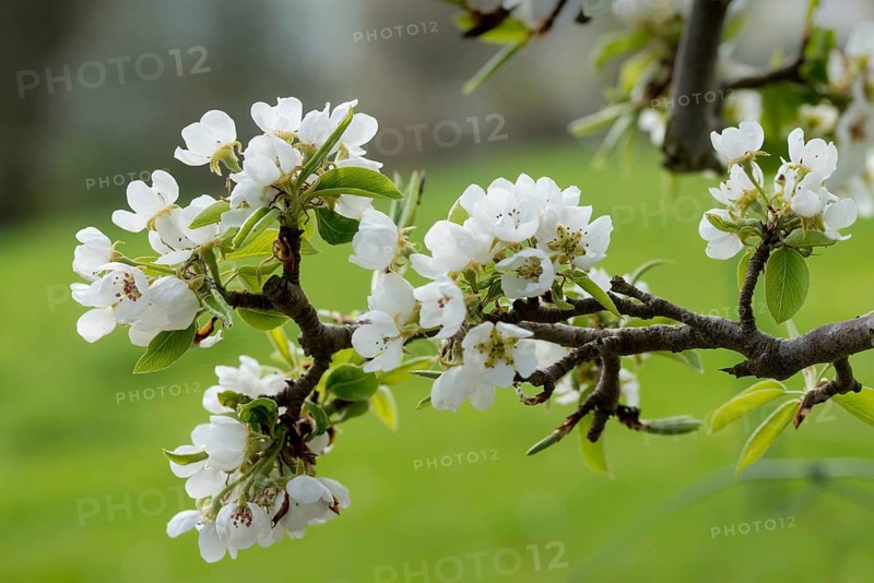 Pear, cultivated pear tree, pyrus communis, rosaceae, rose family, tree, trees, flora, meadow orchard, plants, spring, orchard, tree